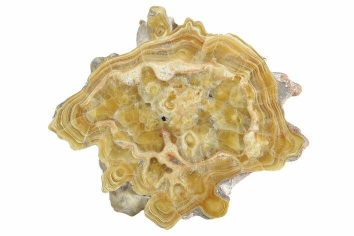 Polished Aragonite Stalactite Slice - Morocco #371047